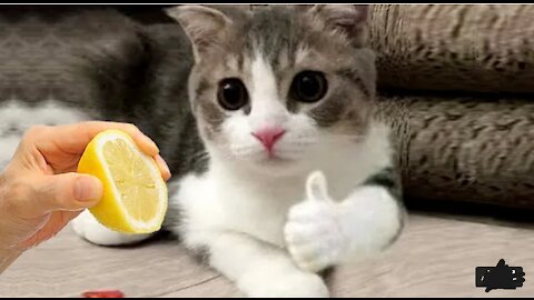 Funniest Cats and Dogs 🐱🐶 Part 7