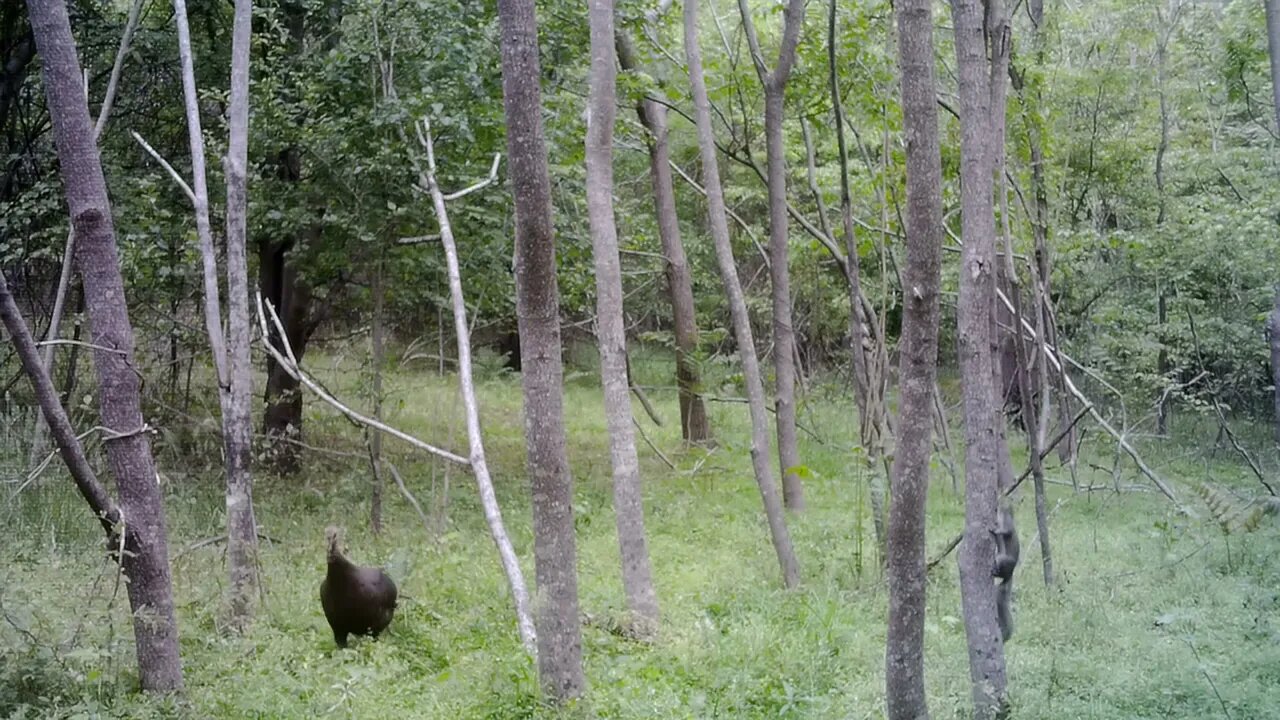 Turkey spooks Squirrel