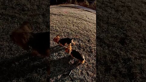 The Dorkies #13 frolicking in frosty grass #2 🥰