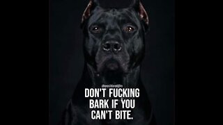 Warhammer Cane Corso our Production Crew says "Ciao".