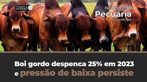 Boi gordo despenca 25% em 2023 e pressão de baixa persiste com frigorificos fora das compras