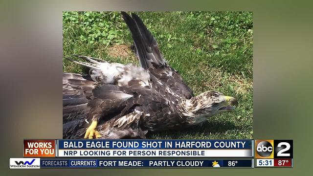 MD Natural Resources Police searching for who shot bald eagle in Harford County