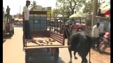 Amor de mãe é válido para todas as espécies!