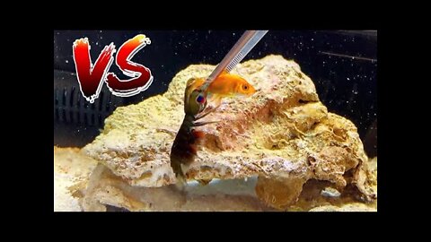 Feeding my GIANT MANTIS SHRIMP a GOLDFISH!