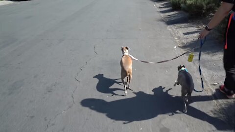 She Let Her Dogs Walk Her For A Day