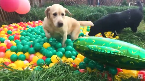 Dogs labrador gets Ball Pit SURPRISE Funny Dogs LabroYork