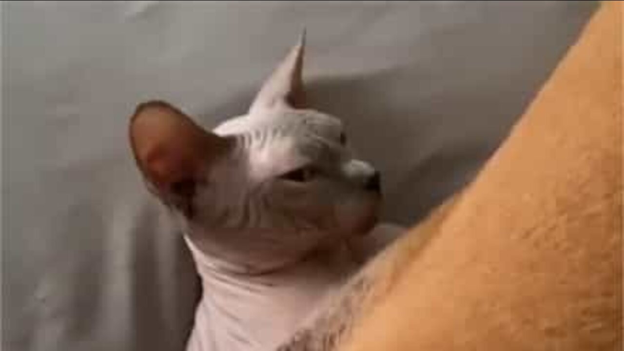 Ce chien se met à l'aise, se servant du chat comme d'un oreiller
