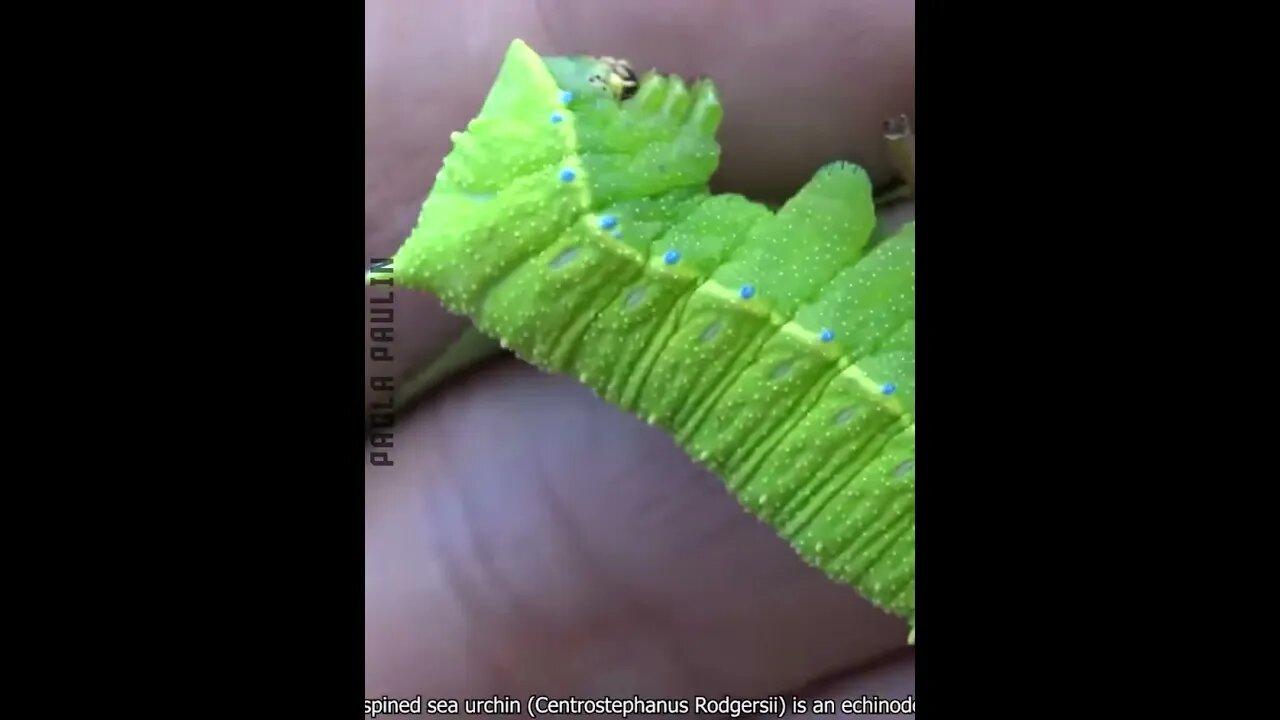 Rarely Seen Animals #viralclips #viralvideos