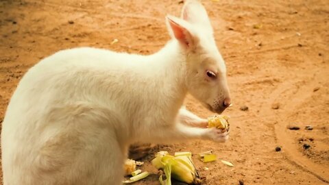 The way kangaroos eat is so cute