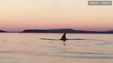 Orca surpreende praticante de caiaque no Canadá