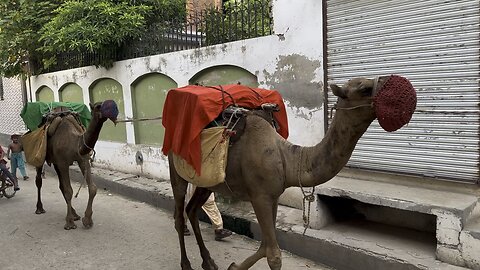 Camels in my village