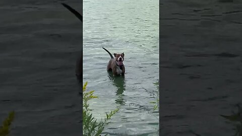 Puppy swim time