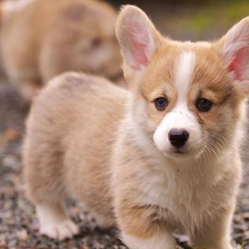 The cutie being playful and cheeky