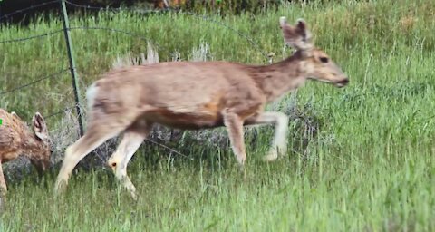 Running of the Beautiful Reindeer Amazingly