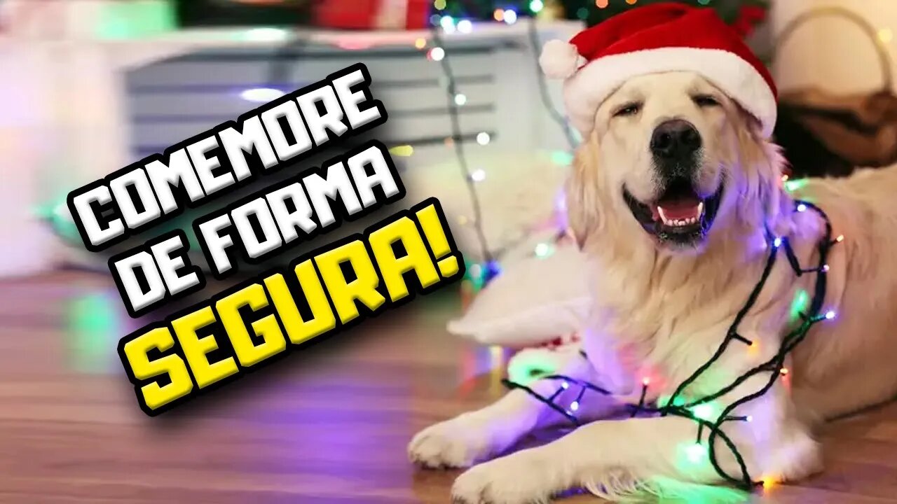 Quais os cuidados com o cachorro nas festas de Natal? | Dr. Edgard Gomes