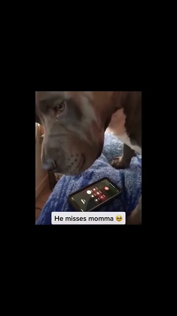 Cute Dog Missing Ma'am #UbertainmentFun #Shorts #ytshorts #Dogs #Animals #Fun