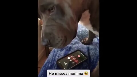 Cute Dog Missing Ma'am #UbertainmentFun #Shorts #ytshorts #Dogs #Animals #Fun