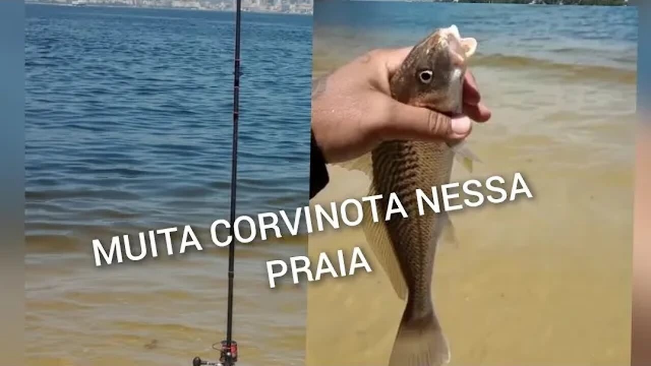 Muita Corvinota na pescaria "PÉ NA AREIA" na Praia de São Francisco , Niterói, RJ