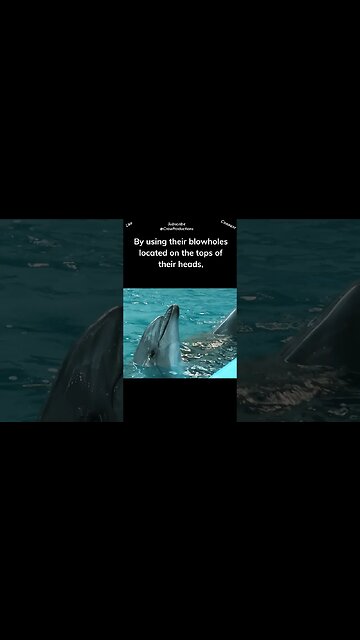 Dolphins have a remarkable ability to regulate their breathing #dolphin #shorts