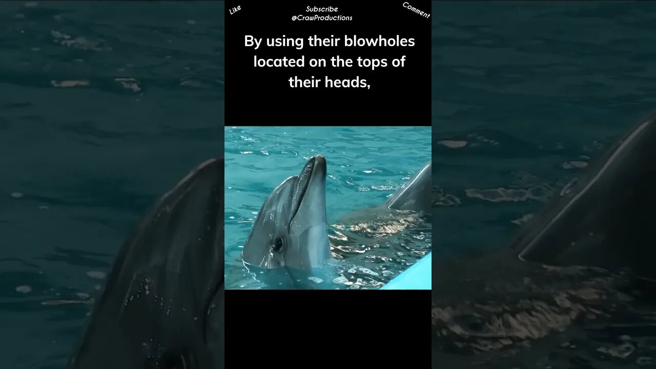 Dolphins have a remarkable ability to regulate their breathing #dolphin #shorts