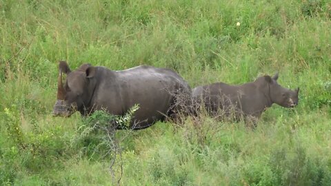 Have you seen a huge rhino? 8