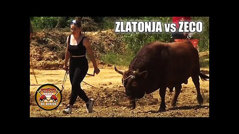 ZLATONJA (vl. Martina Batista) - ZECO (vl. Emrah Varupa) - GRANICE - BUSOVACA