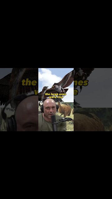 Joe Rogan & Forrest Galante talking about the Haast's Eagle #1403