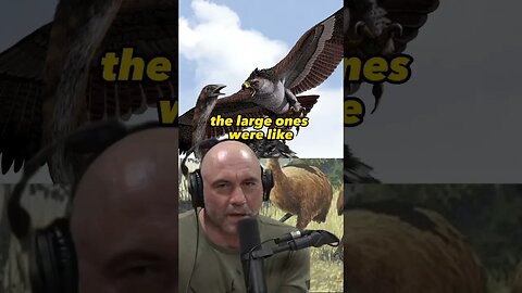 Joe Rogan & Forrest Galante talking about the Haast's Eagle #1403