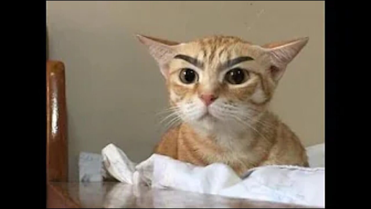 Top Funny Angry Cats Of TikTok - Try Not To Laugh (2021)