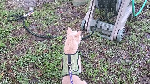 Cat Perplexed by Moving Garden Hose