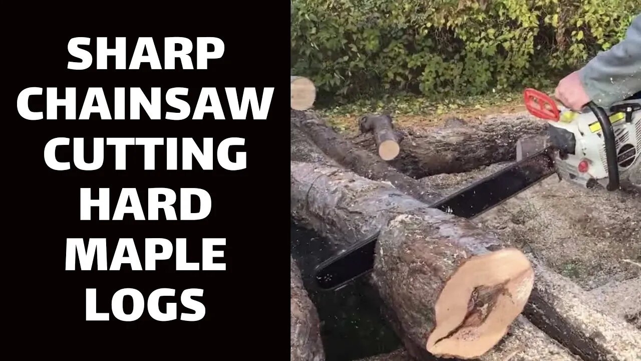 Sharp Chainsaw Cutting Hard Maple Logs