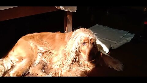 #dogshow , #animals , #dogs (2)