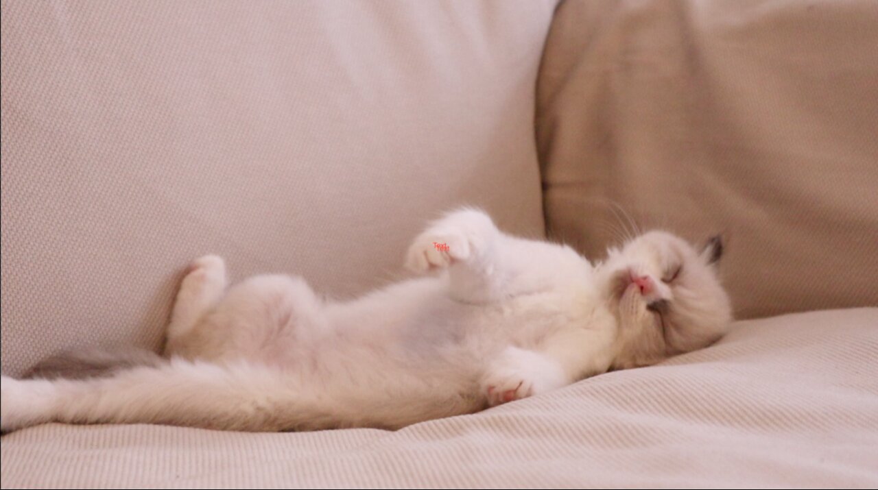 Ragdoll Kitten Sleeping in different positions