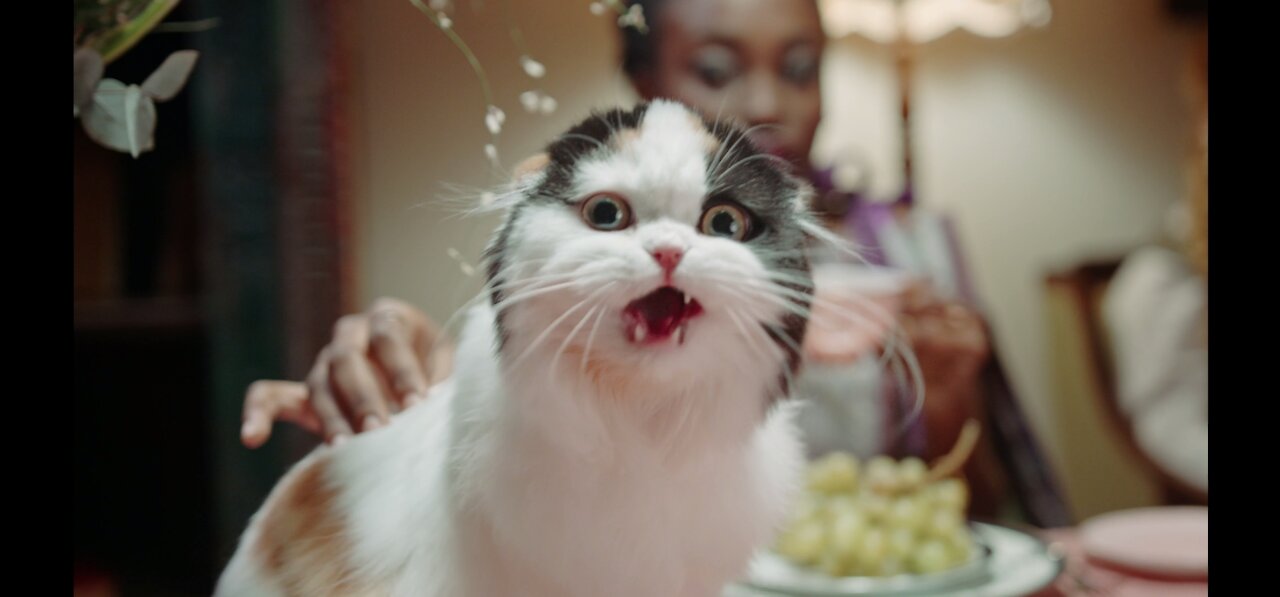 A woman petting a cat