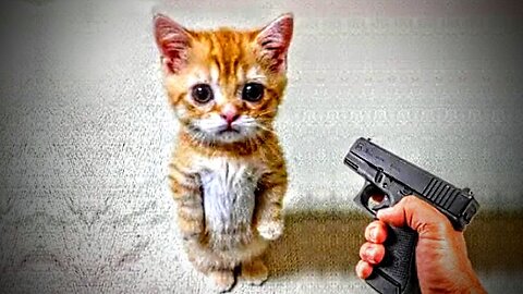 Funny cats😽 VS Gun 🔫 | funny cute cats compilation🤣🤣🤣