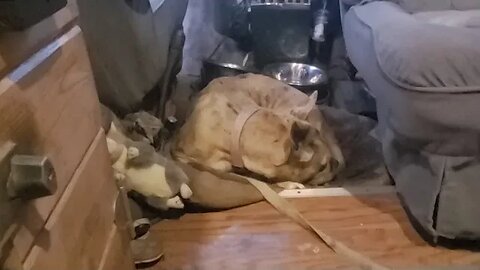 Off Grid Only Fans//Trying To Survive Another Day #Marjorieshope #pawwarriors