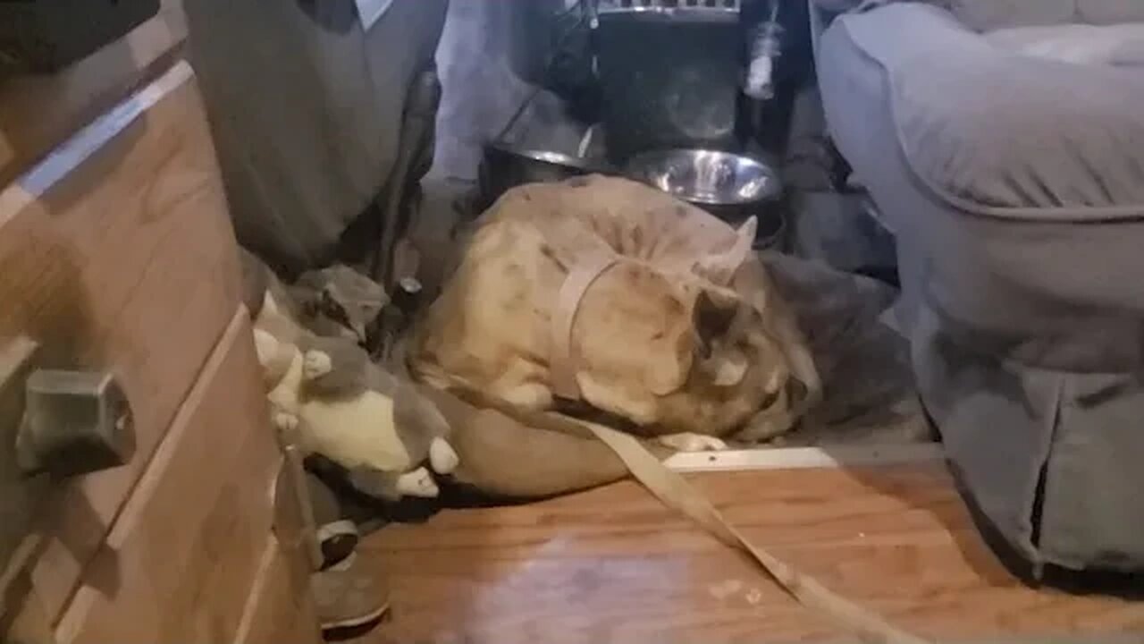 Off Grid Only Fans//Trying To Survive Another Day #Marjorieshope #pawwarriors