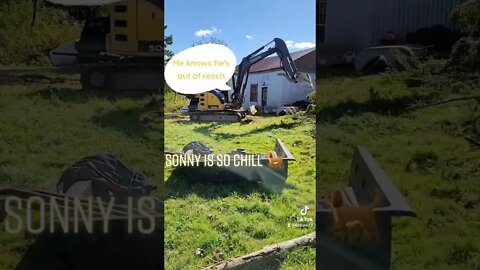He Doesn't Give A F*%K #hurricanefiona #dog #johndeere #excavator #coolasacucumber #damage #laidback