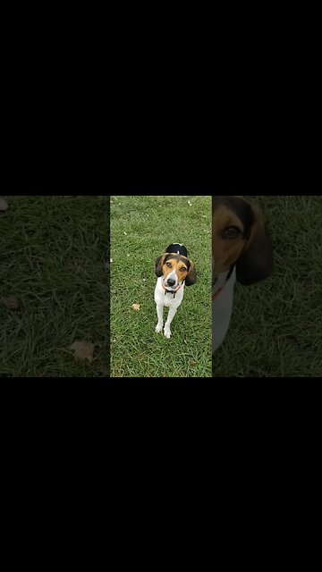 Parker Might Be The Cutest #dogs #chickens #stray