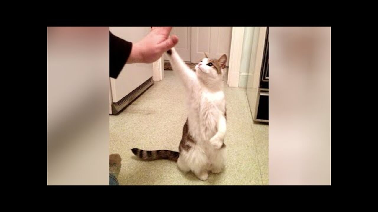 Funniest Animals Video - Best Cute Cats😹 and Funny Dogs🐶 Videos 2022 Compilation!