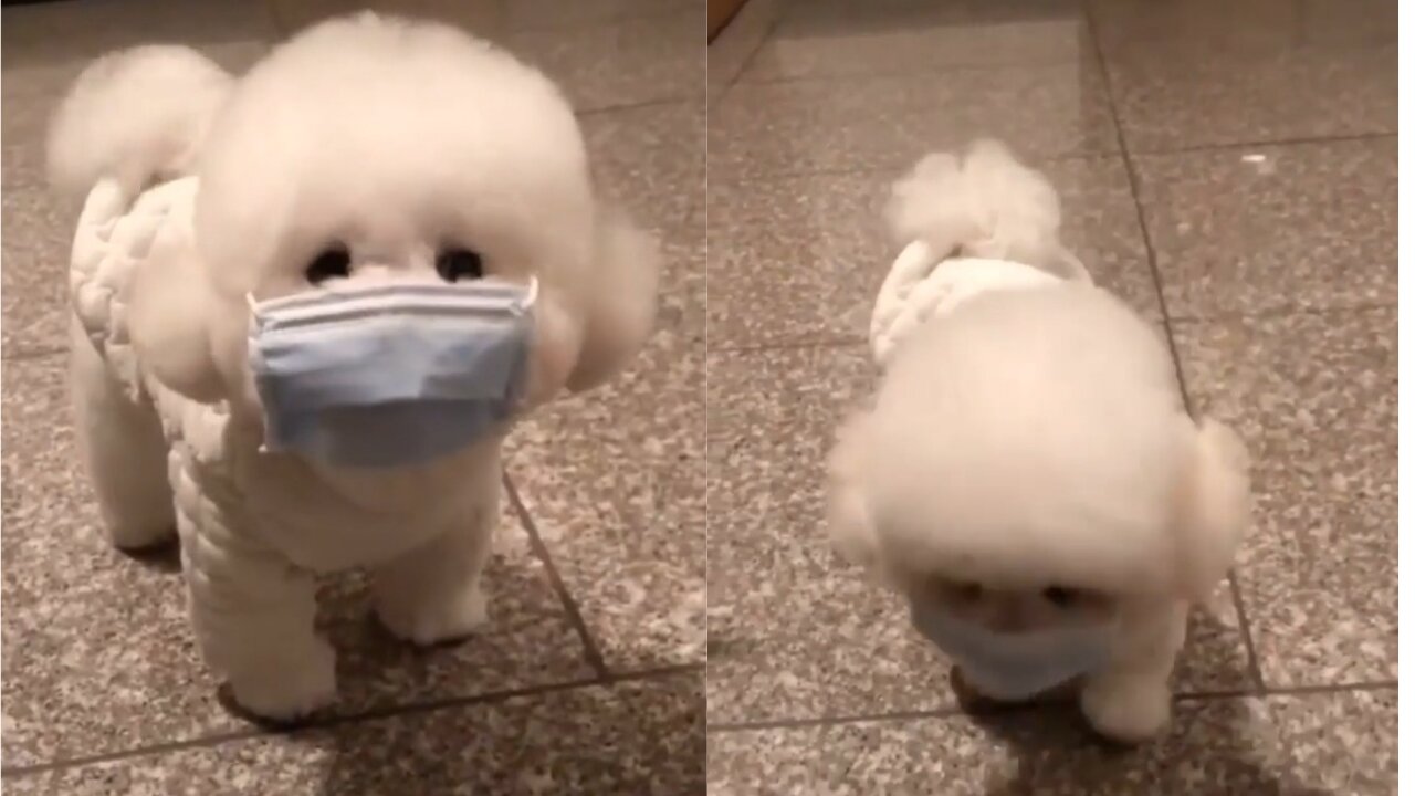 Cute dog knows how to wear mask