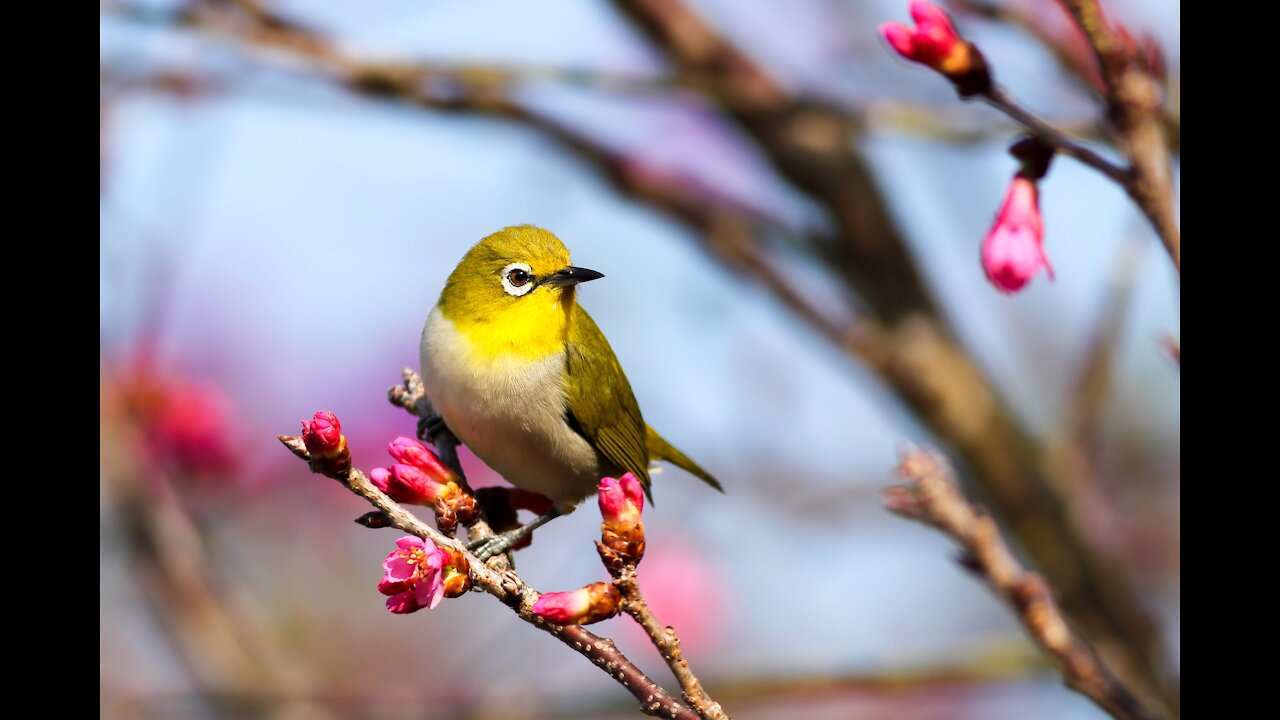 A funny and talking bird