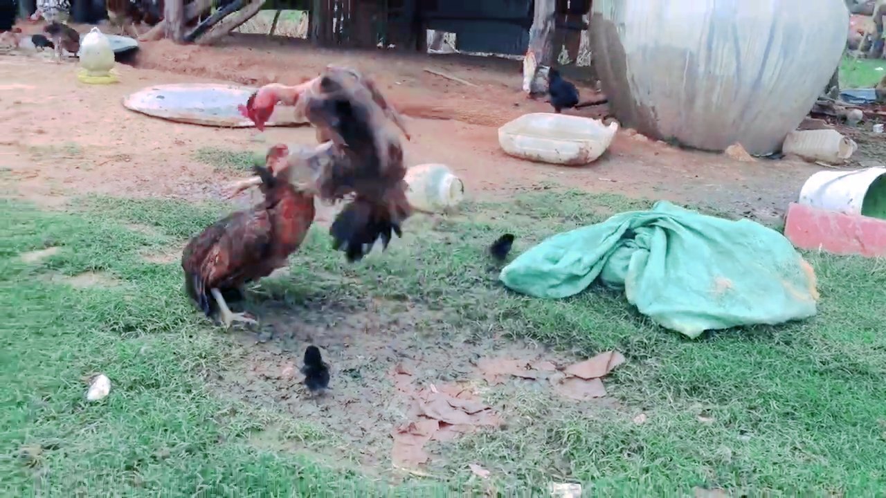 Two Hens Fighting