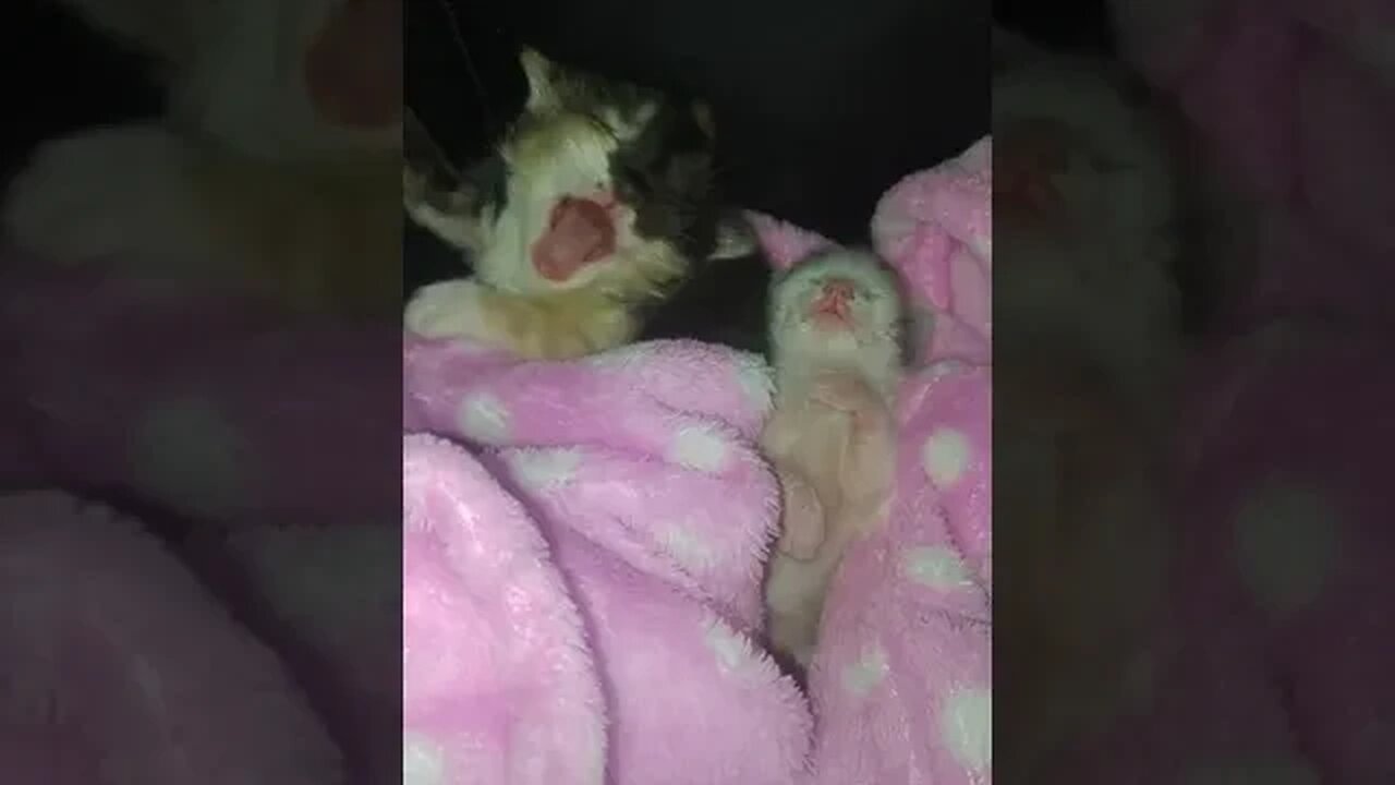 Tinest kittens Neville and Tonks