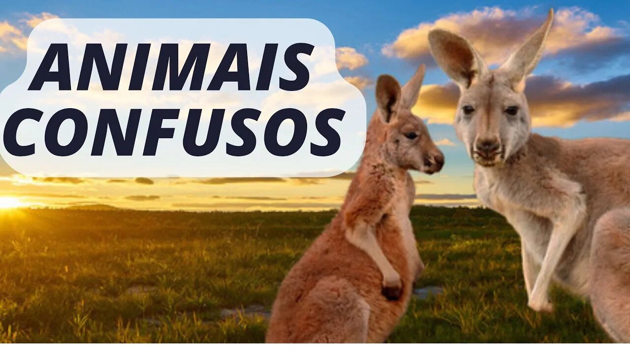 ANIMAIS CONFUSOS I Austrália (3.1)