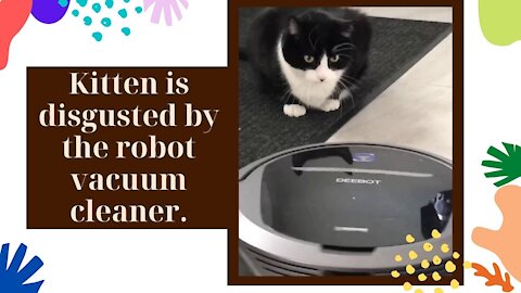 kitten is disgusted by the robot vacuum cleaner