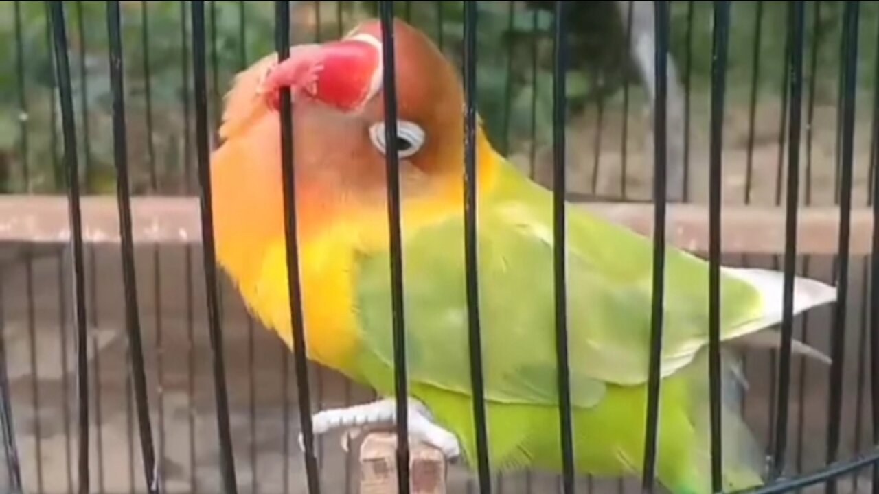 lovebird choking while biting