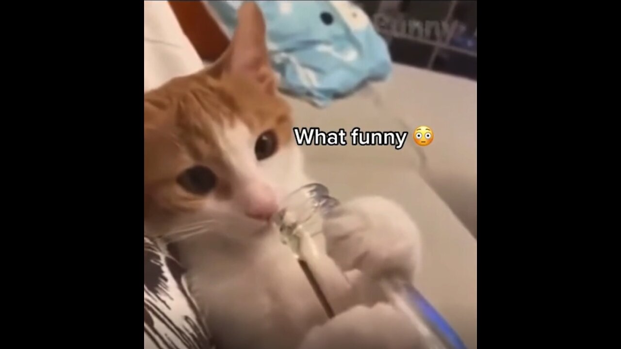 drink a small shot funny cat/cute cat Funny Cat Videos - Cat videos 2021 | Life Funny Pets?