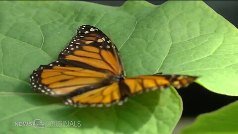 Pollination paradises alongside our highways are helping bring back vanishing monarch butterflies while saving millions of dollars