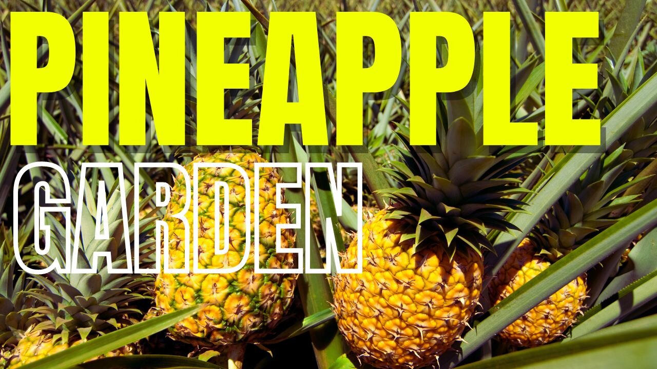 From Planting to Harvest: Our Village Pineapple Garden Journey | Village Vibes